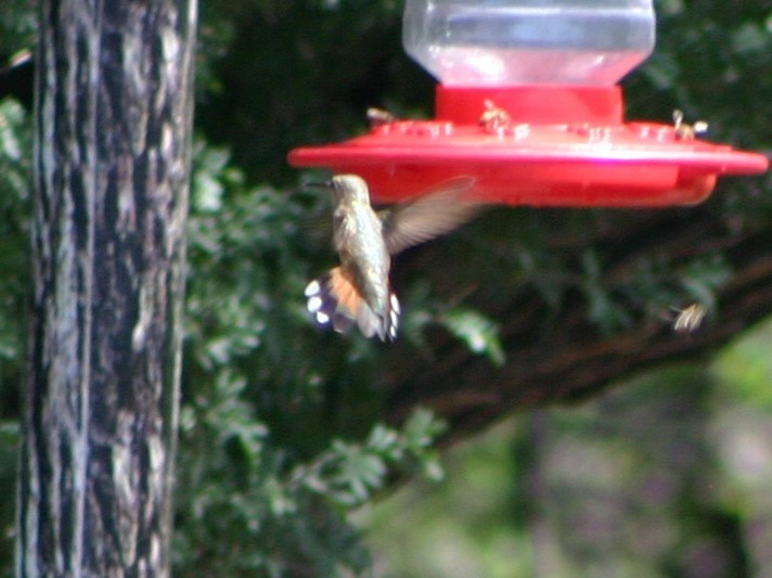 Rufous Hummingbird - Mark Hughes