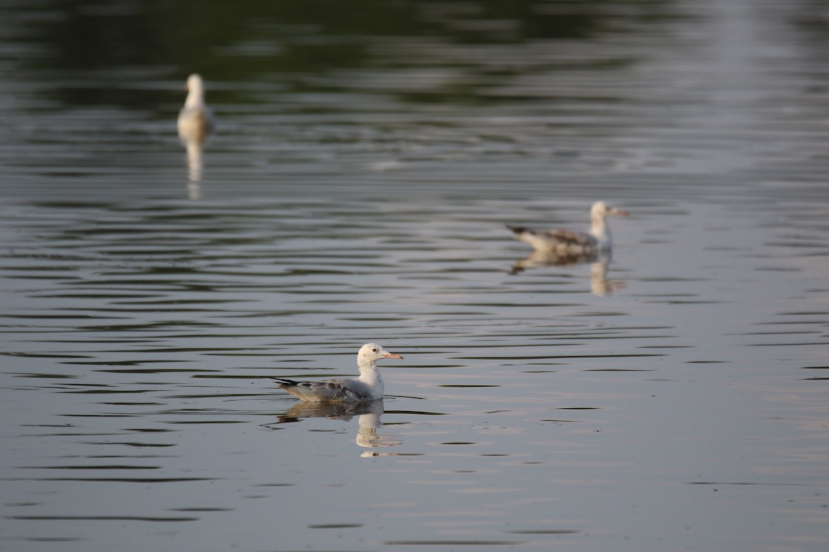 Slender-billed Gull - ML364079851