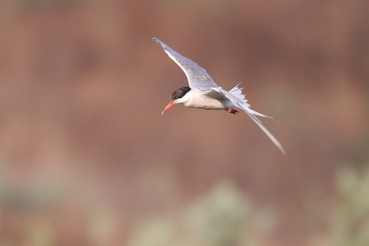 Common Tern - ML364080141