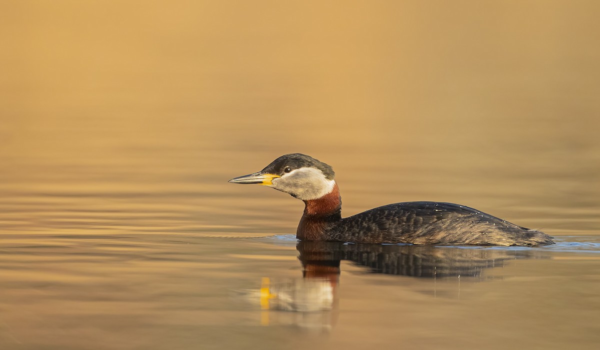 Red-necked Grebe - ML364080181