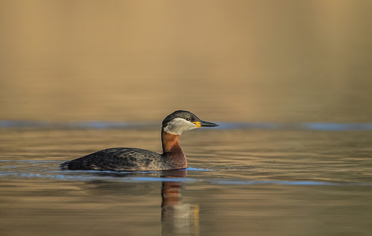 Red-necked Grebe - ML364080241
