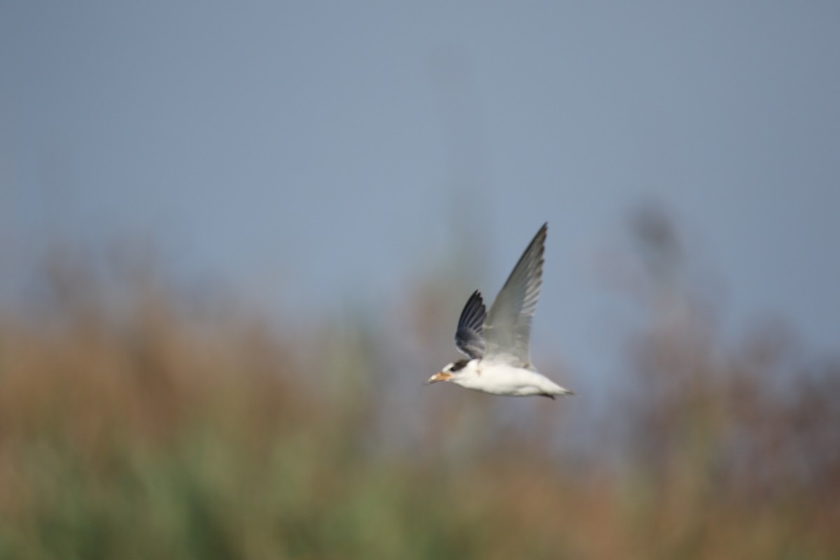 Little Tern - ML364080321