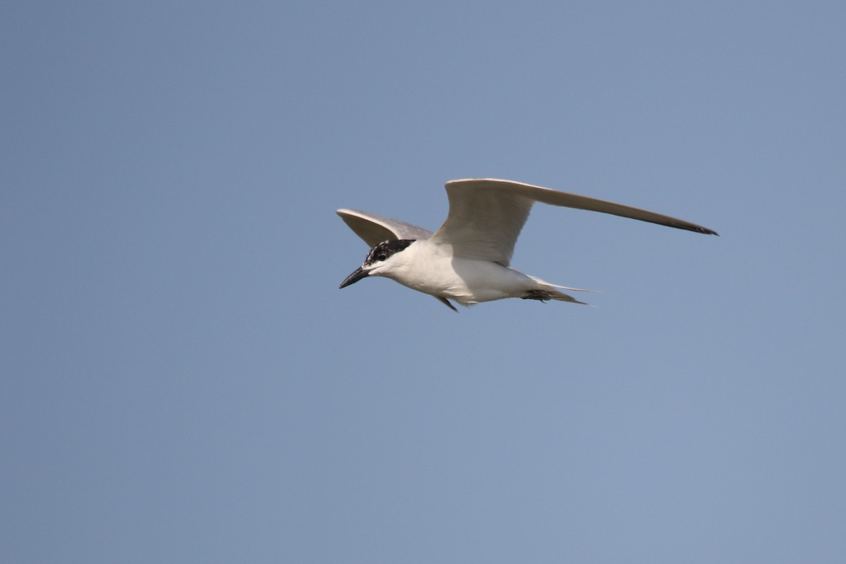 Gull-billed Tern - ML364080381