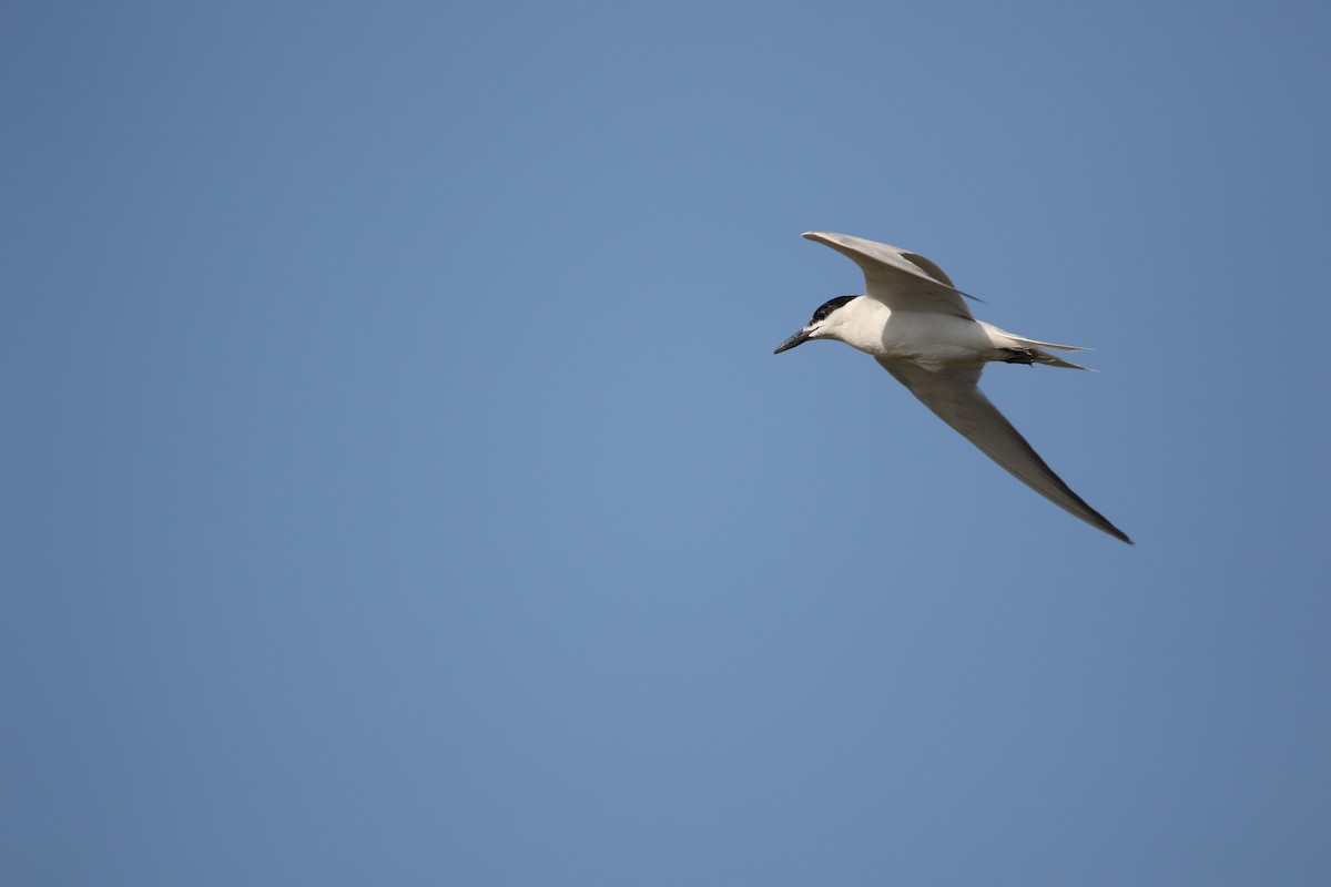 Gull-billed Tern - ML364080461