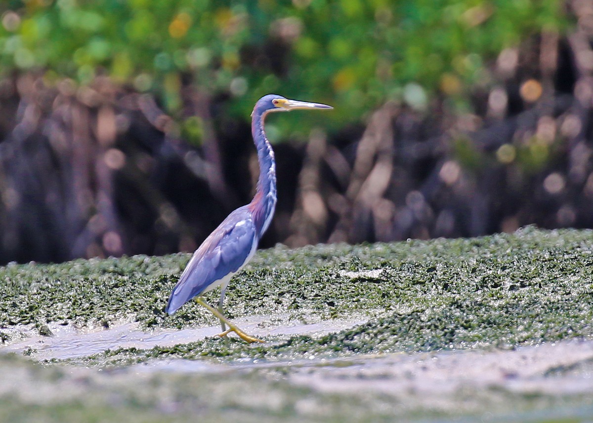 Tricolored Heron - Almir Tavora