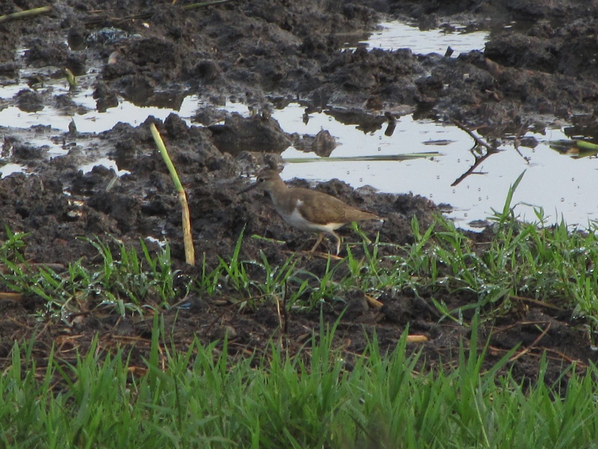 Common Sandpiper - ML364082651