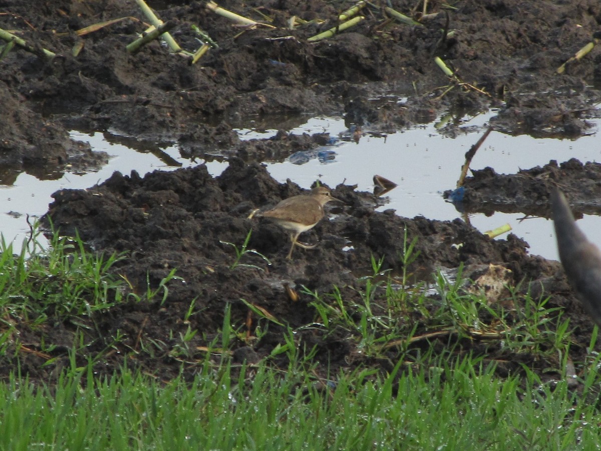 Common Sandpiper - ML364082671