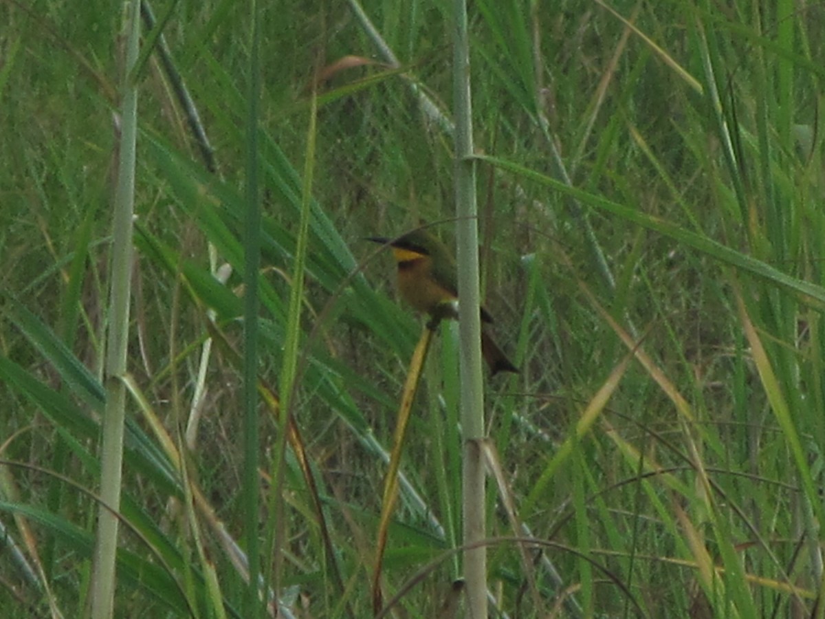 Little Bee-eater - ML364083411