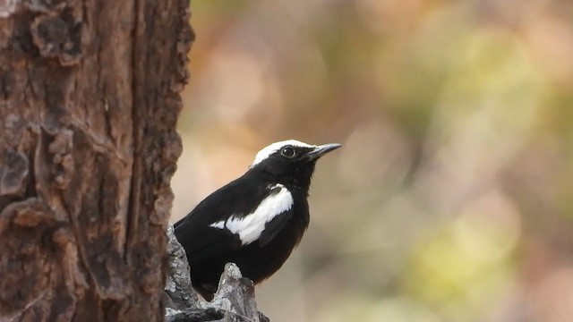 Zorzal Hormiguero de Arnot - ML364083491