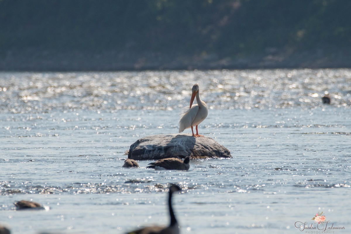 American White Pelican - ML364083521