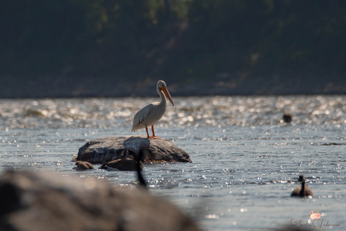 American White Pelican - ML364083531
