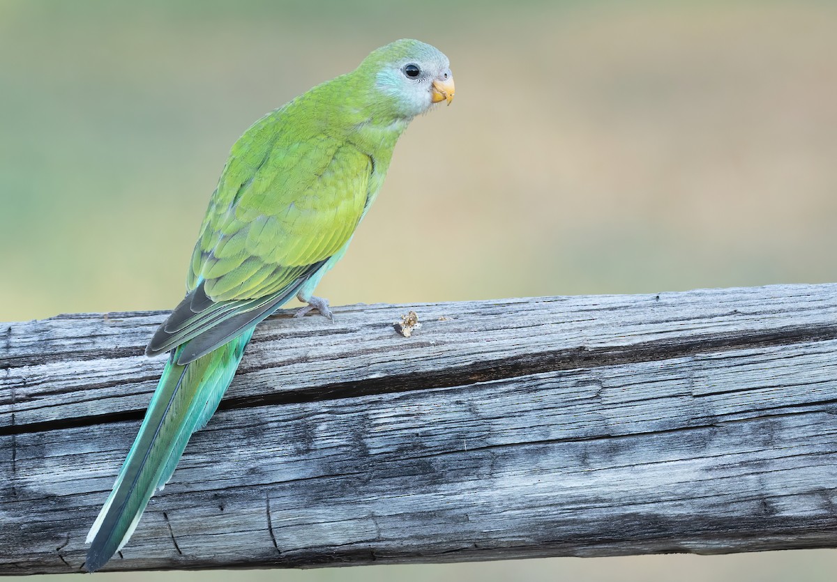 Hooded Parrot - David Ongley