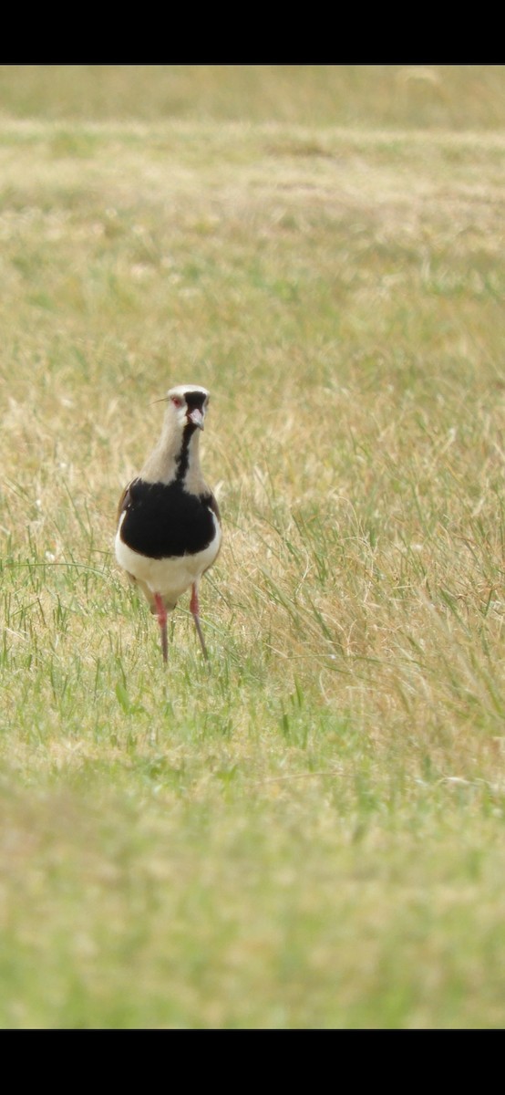 Southern Lapwing - Eugenia Macchi