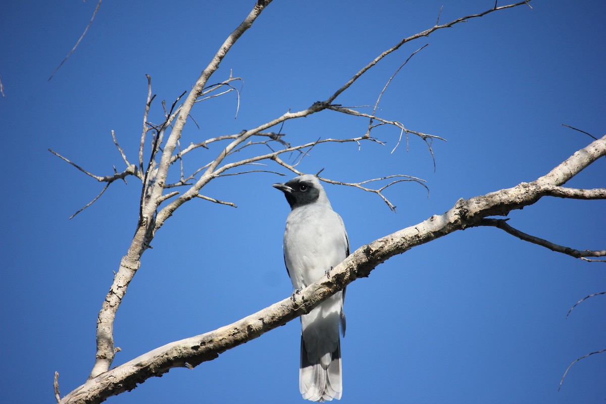Black-faced Cuckooshrike - ML364085241