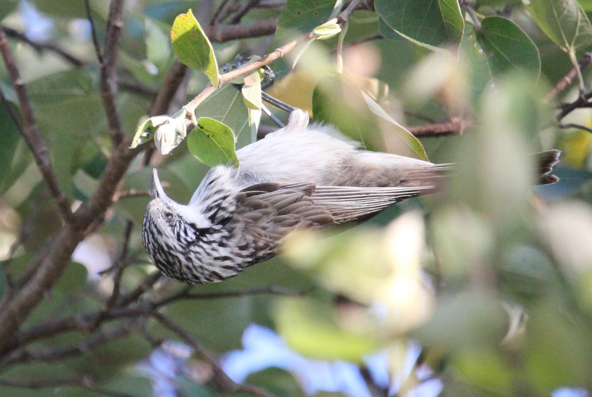 Striped Honeyeater - ML364085381