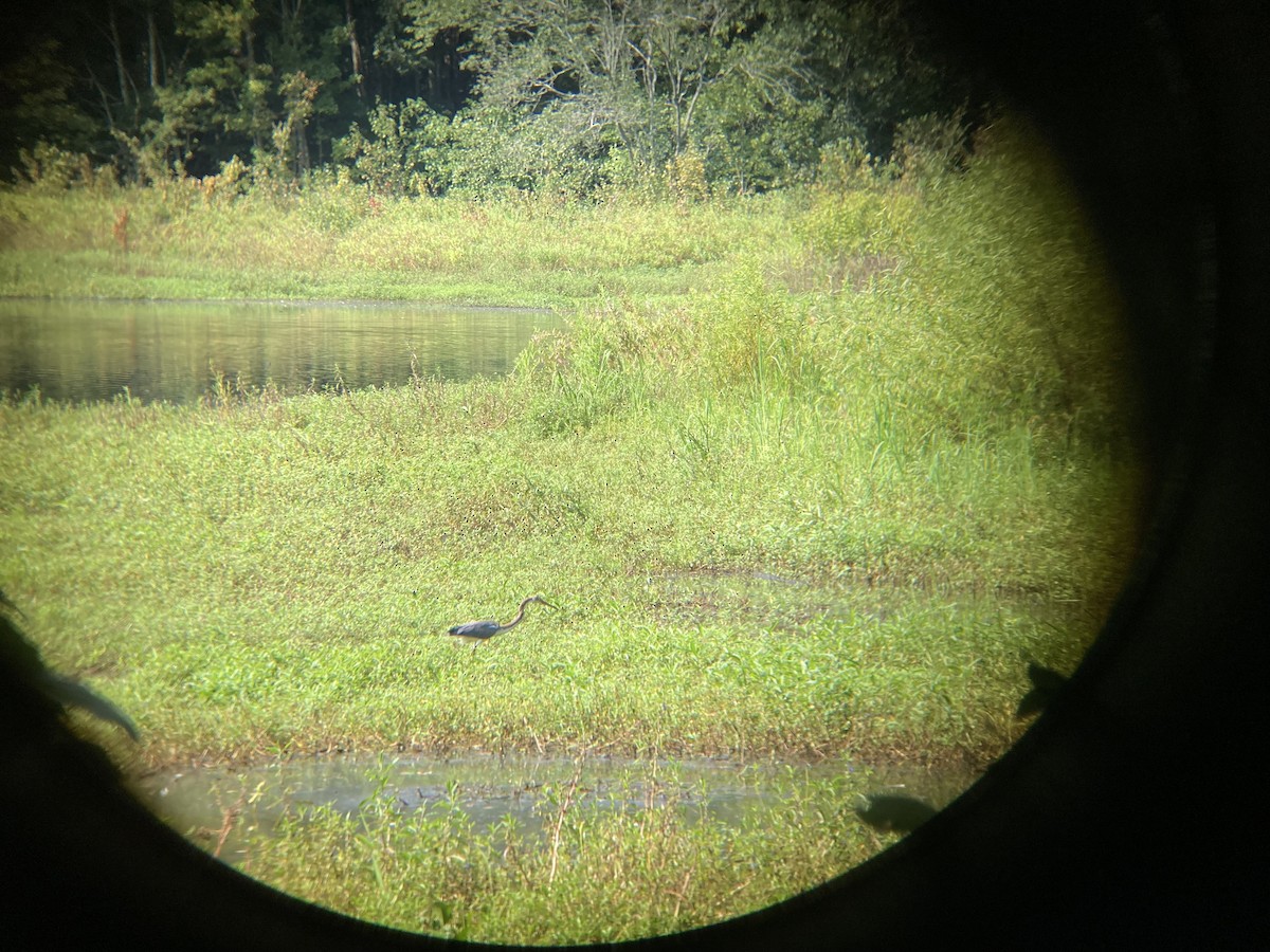 Tricolored Heron - ML364085591