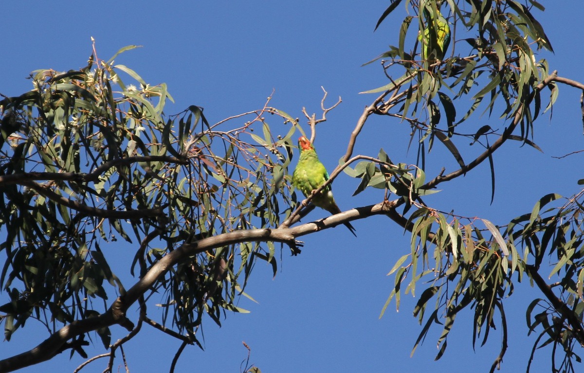 Swift Parrot - ML364085621