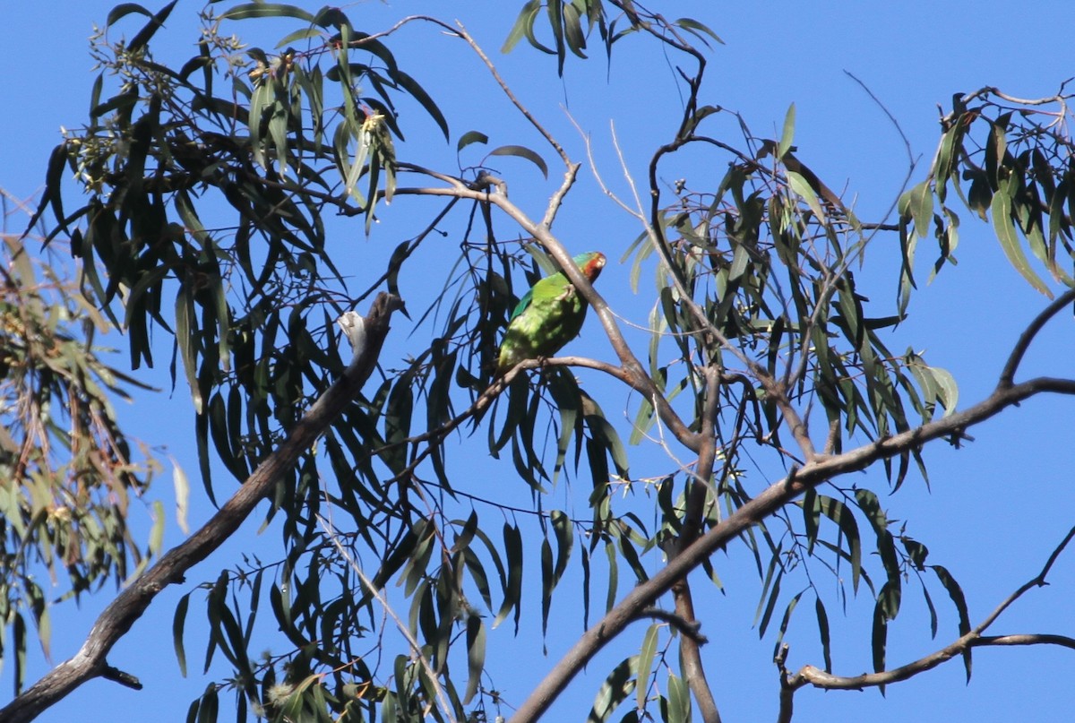 Swift Parrot - ML364085661
