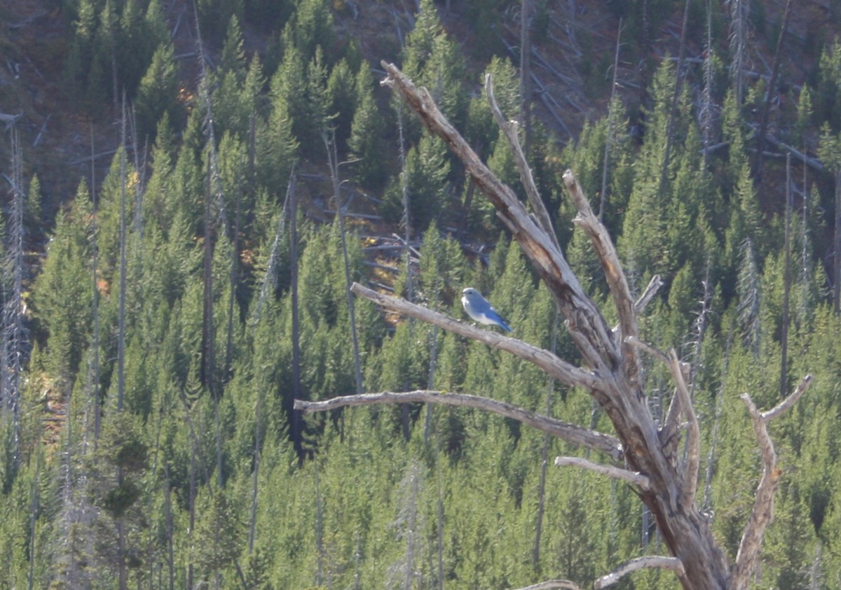 Mountain Bluebird - ML36408571