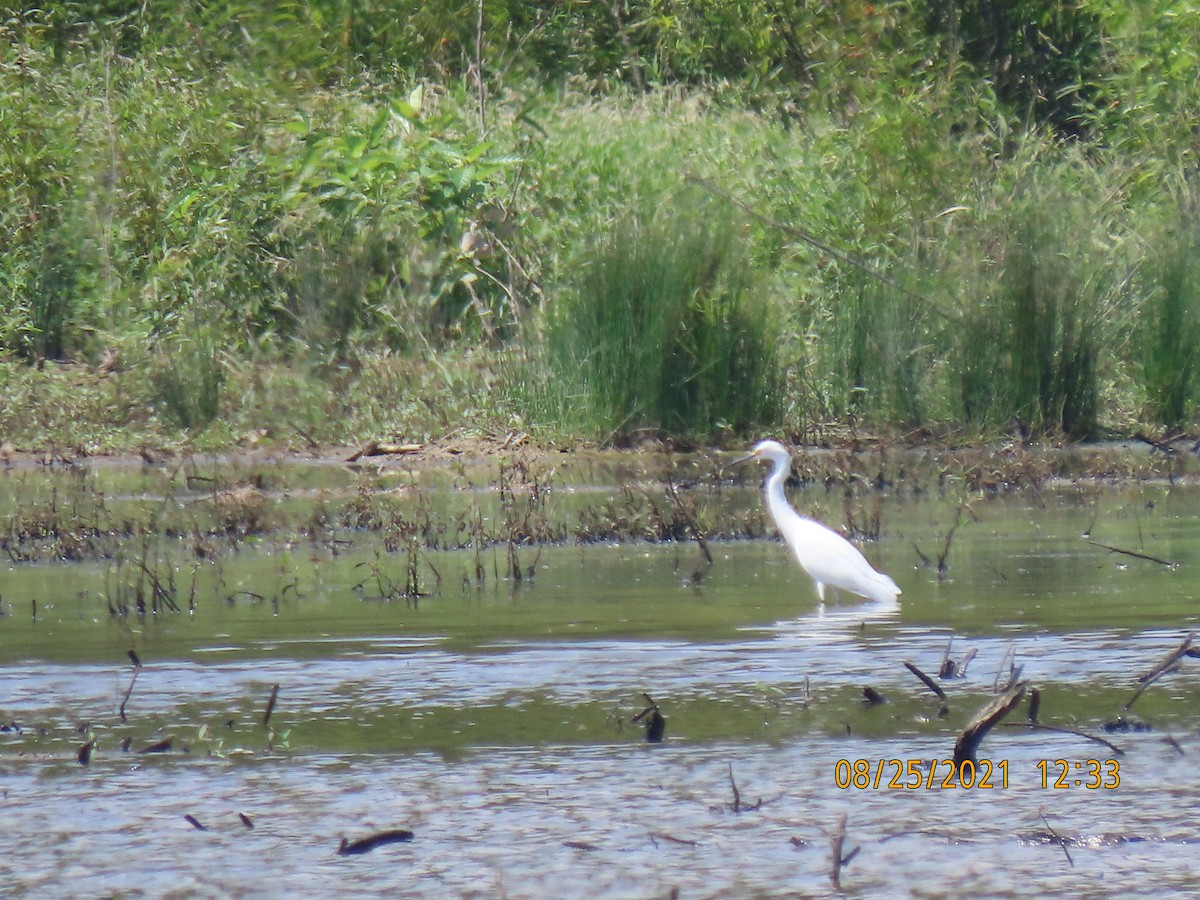 Snowy Egret - ML364086161