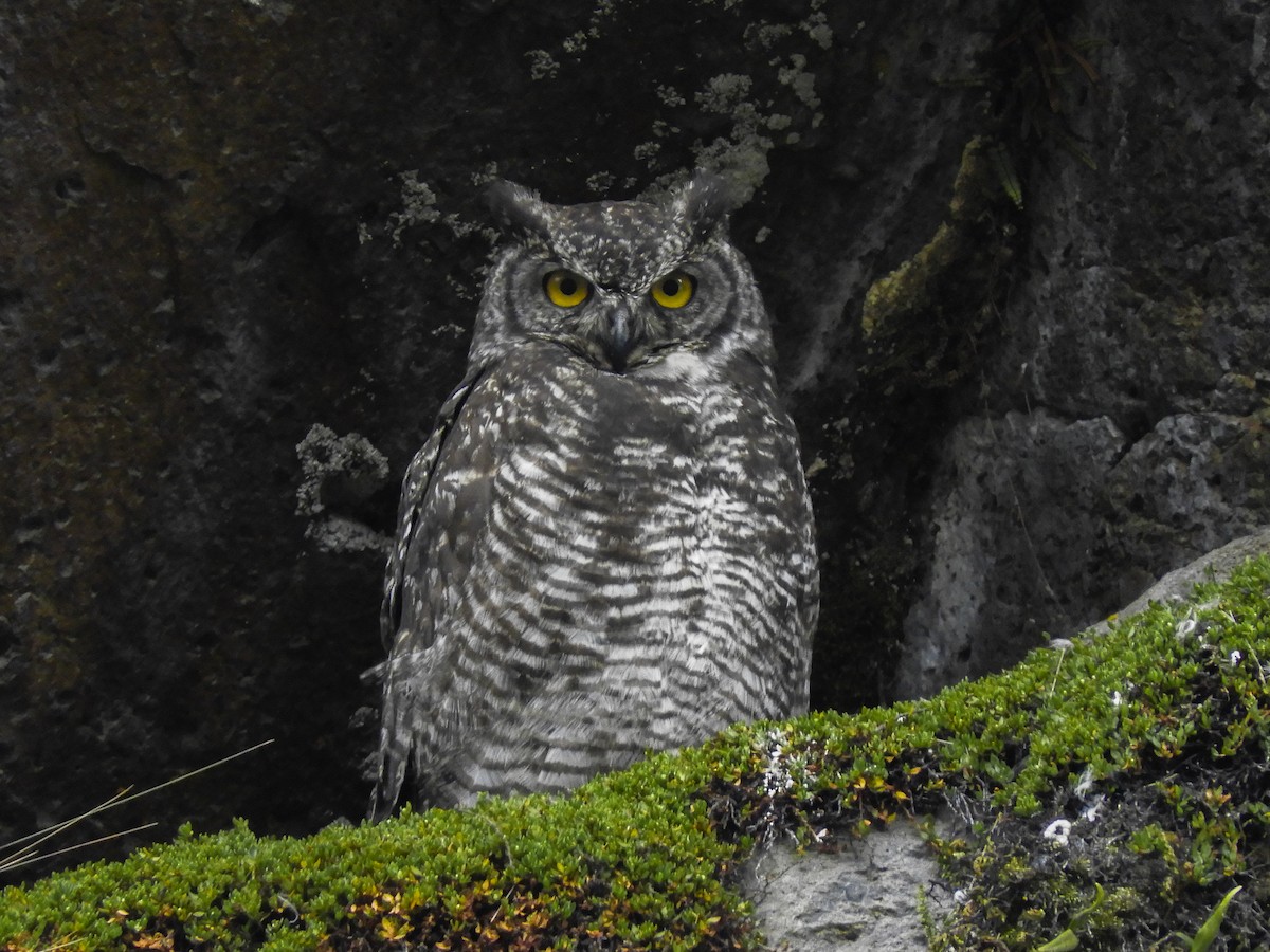 Great Horned Owl - ML364089381