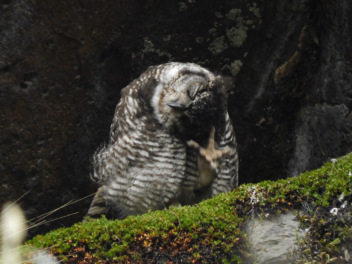 Great Horned Owl - ML364089391