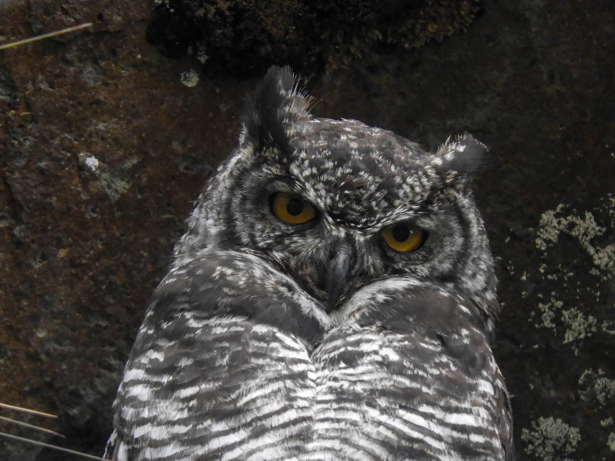 Great Horned Owl - ML364089401