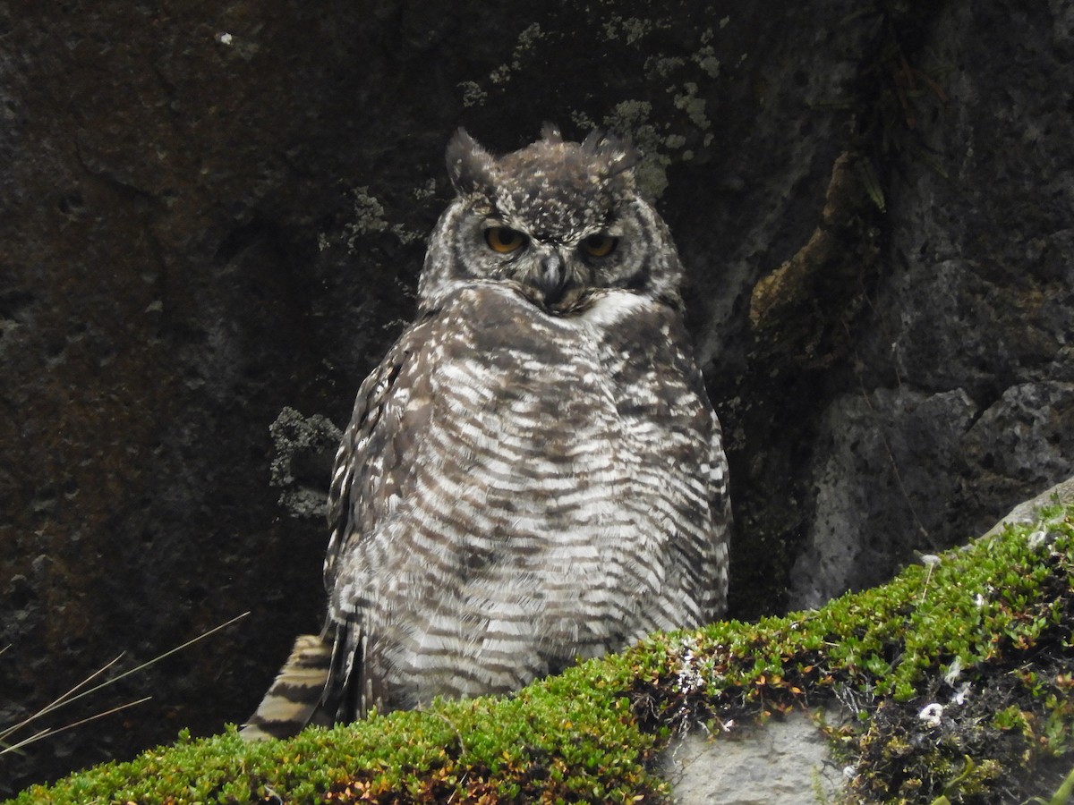Great Horned Owl - ML364089411
