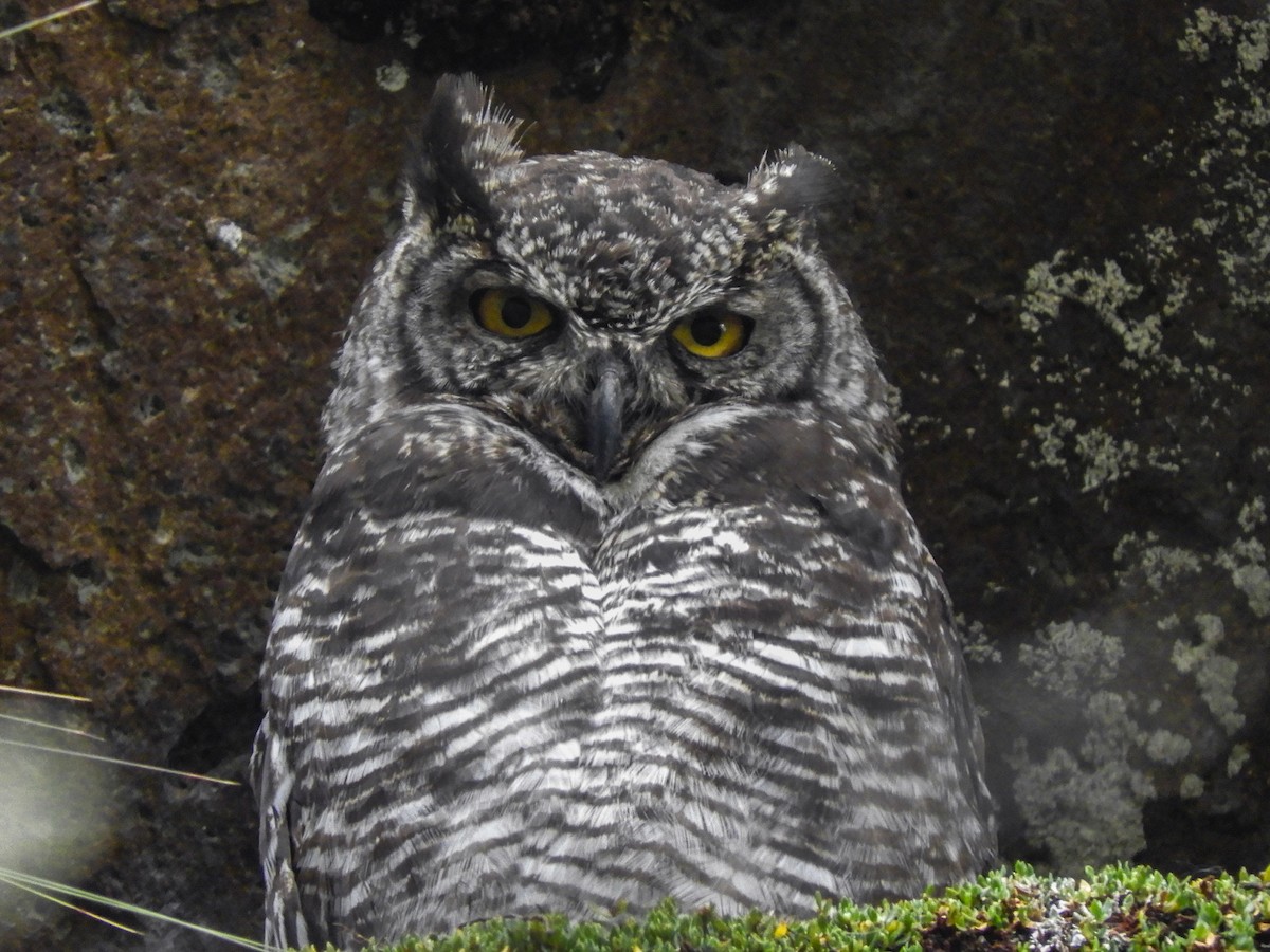 Great Horned Owl - ML364089421