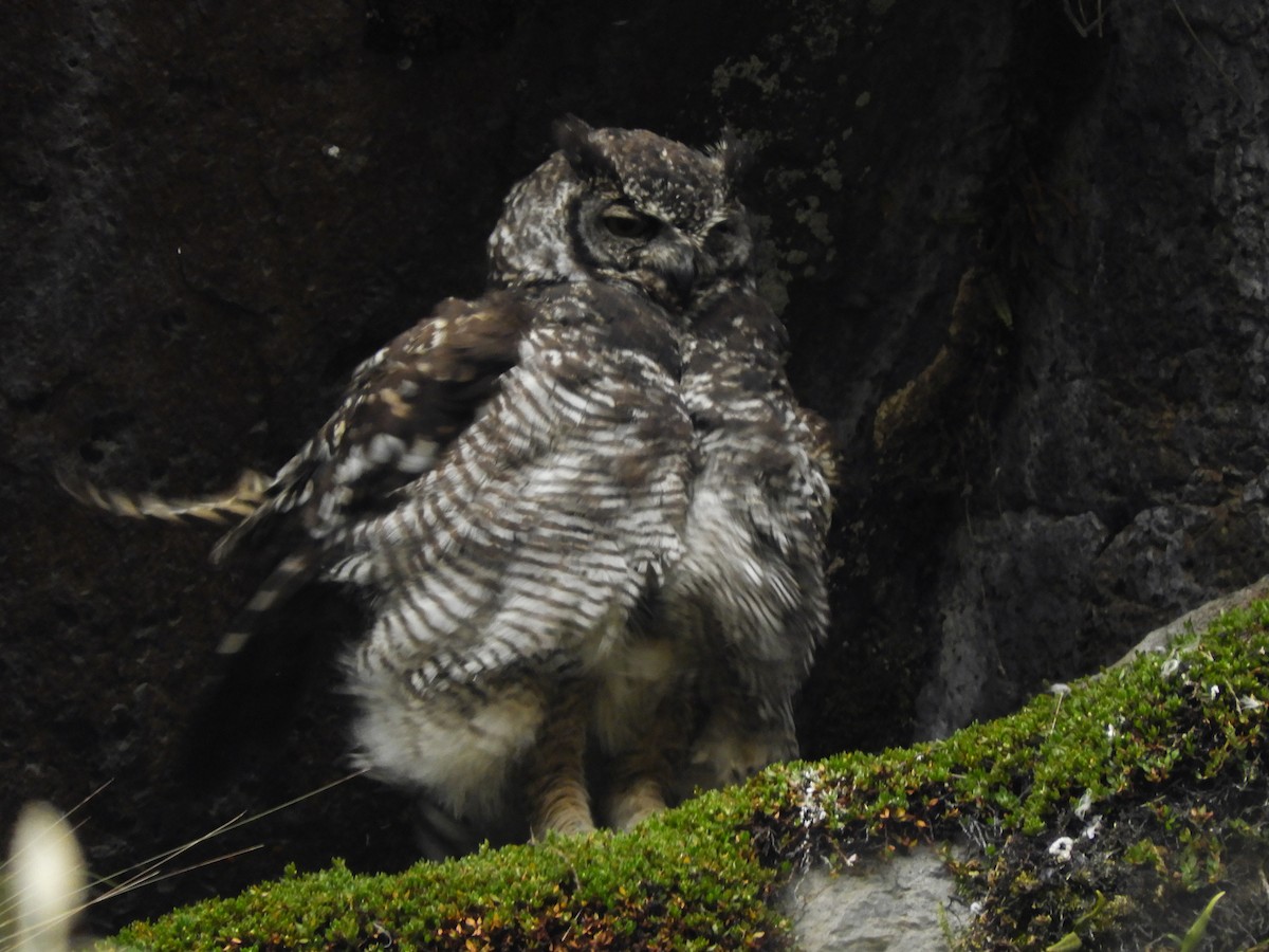 Great Horned Owl - ML364089431