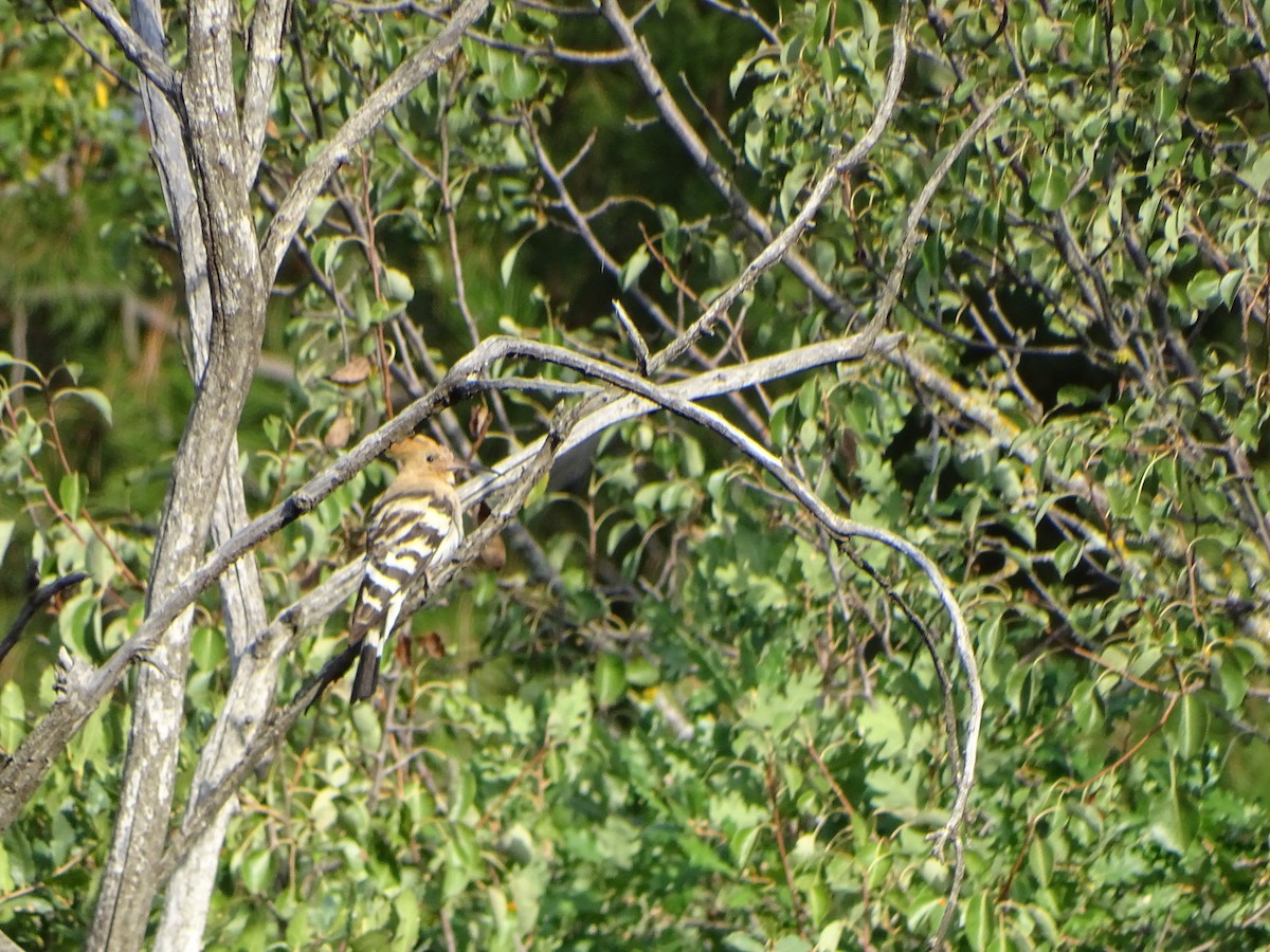 Common Hoopoe - ML364089601