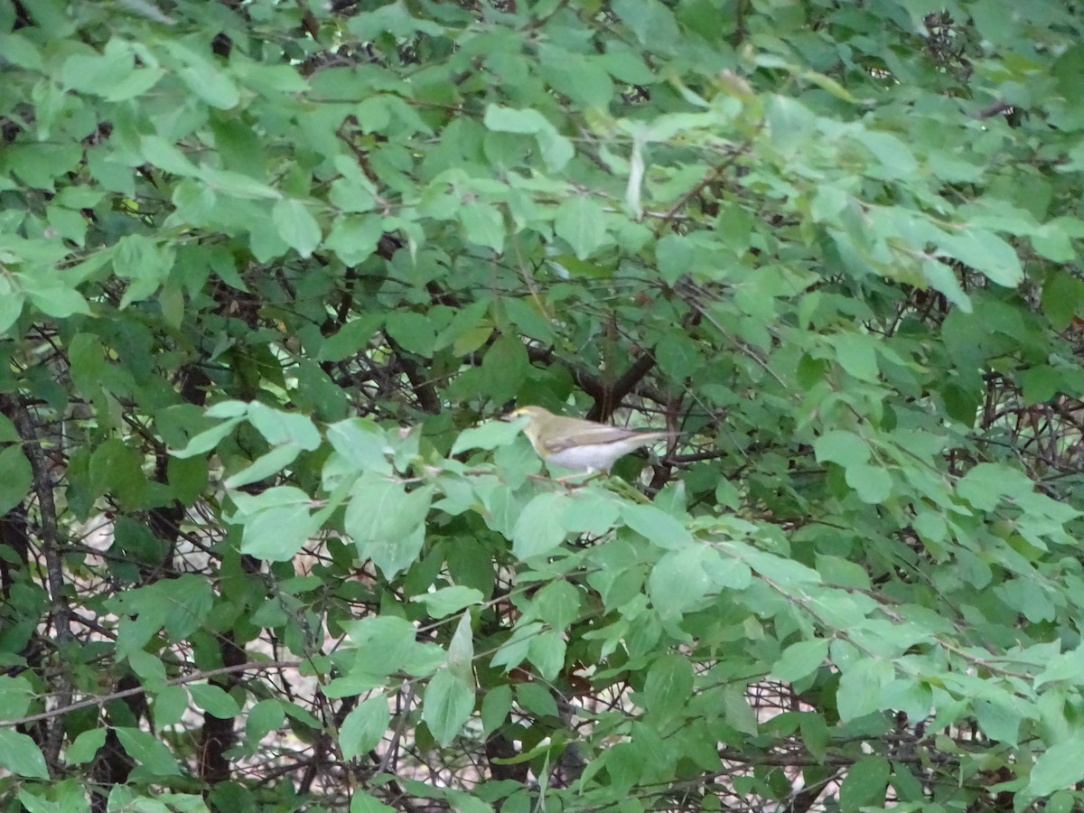 Wood Warbler - ML364089681