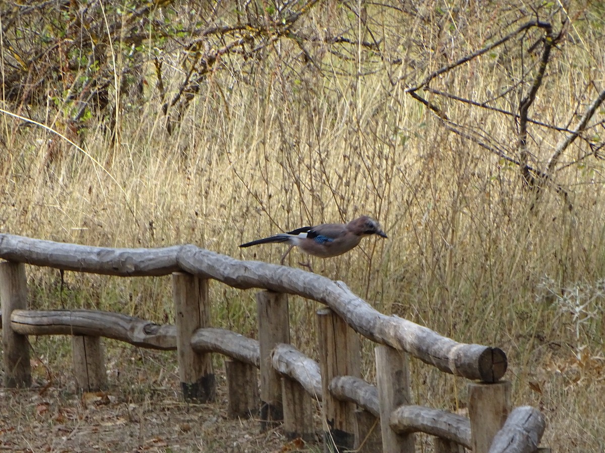 Eurasian Jay - ML364089751
