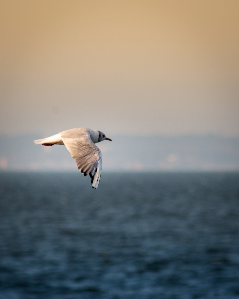 hettemåke - ML364089901