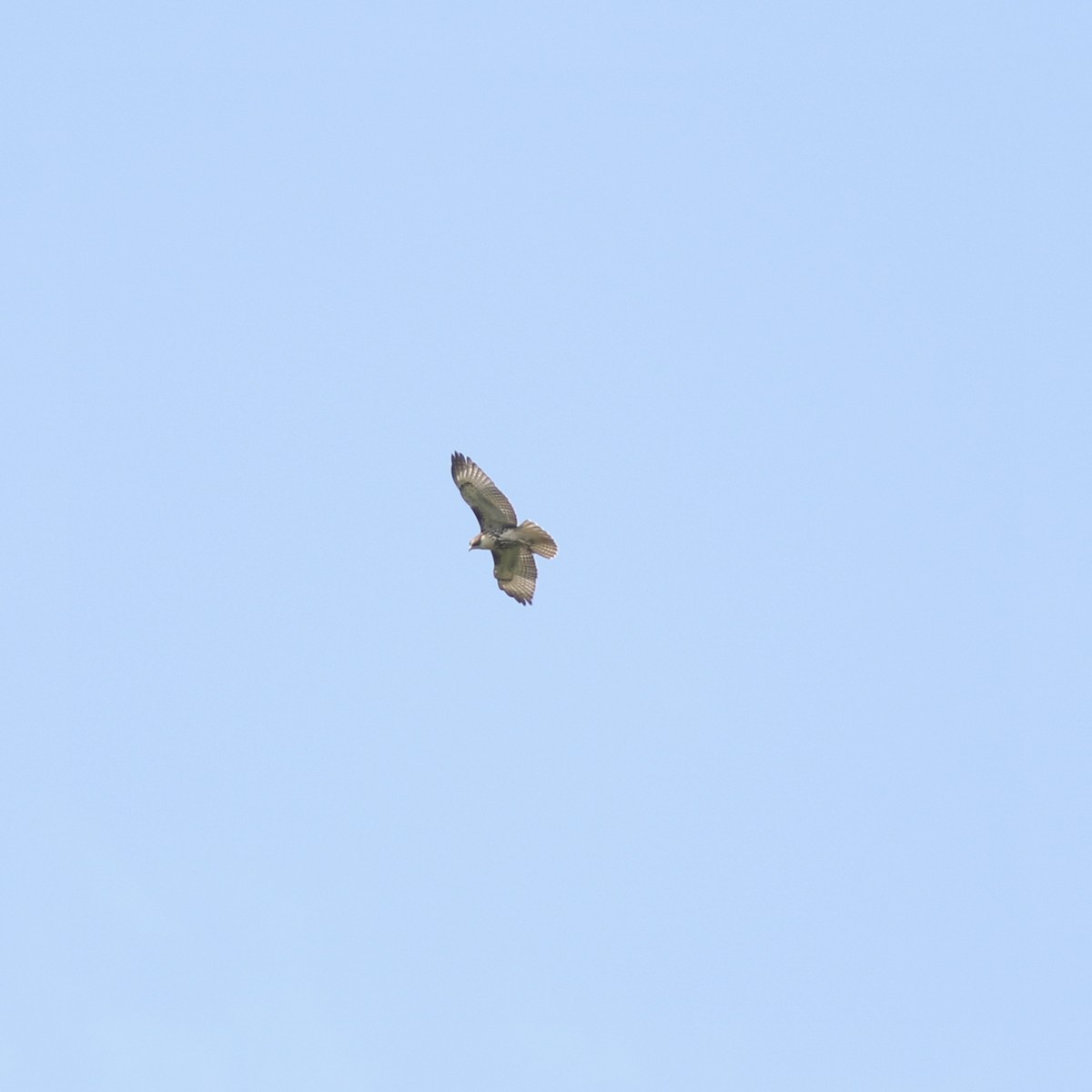 Red-tailed Hawk - ML364090191