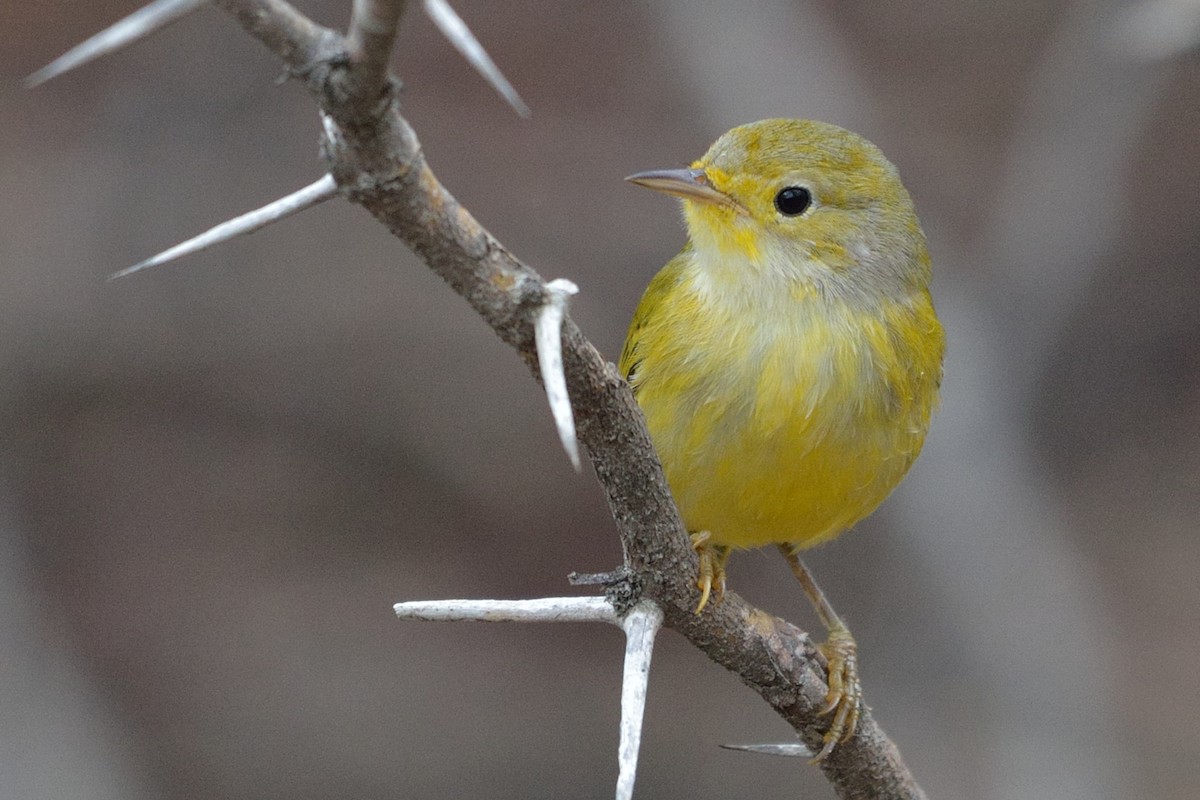 Yellow Warbler - Michiel Oversteegen