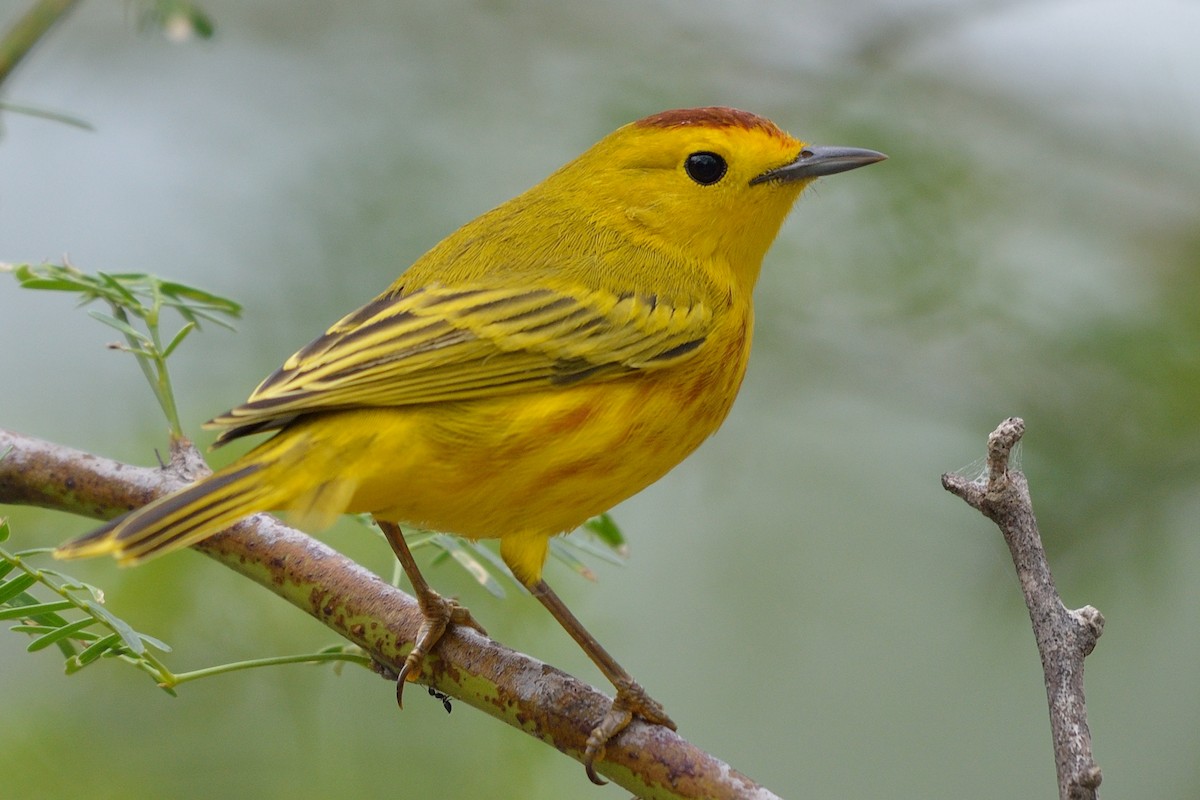 Yellow Warbler - ML36409031