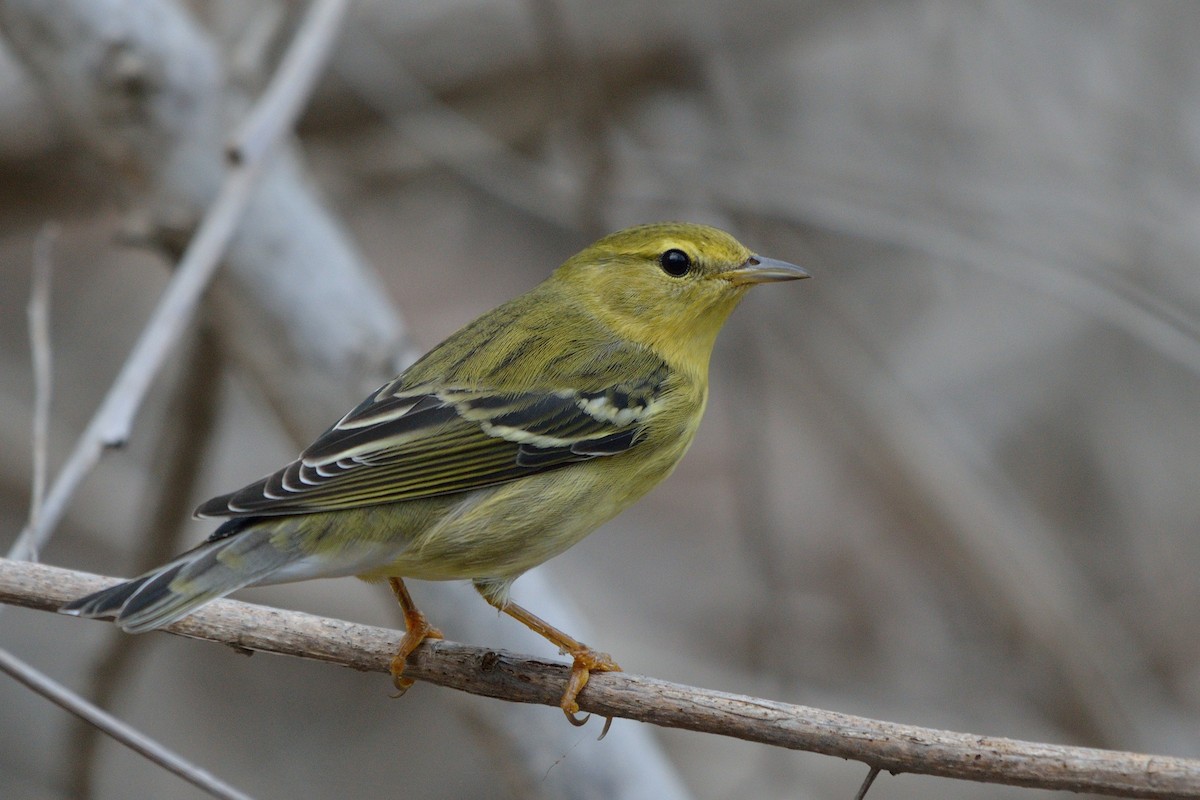 Blackpoll Warbler - ML36409051