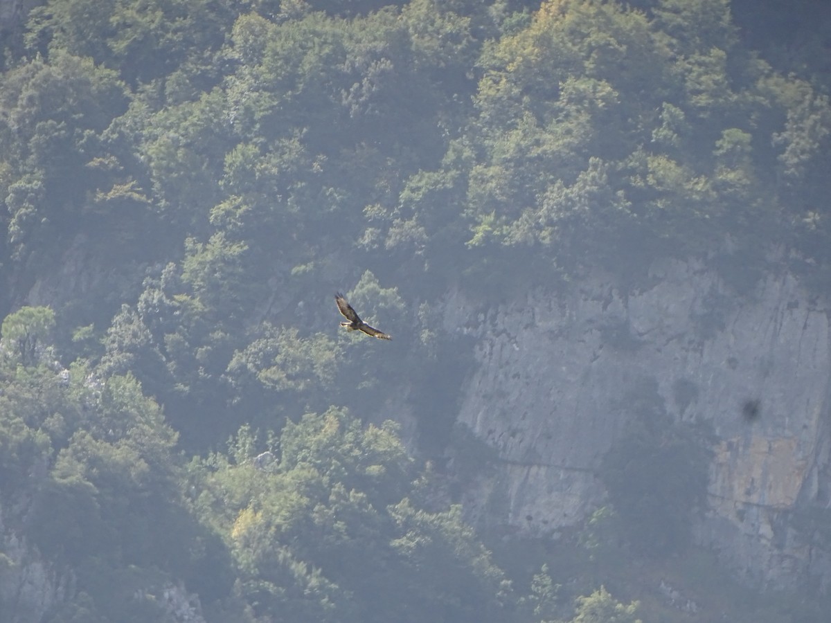 European Honey-buzzard - ML364090981