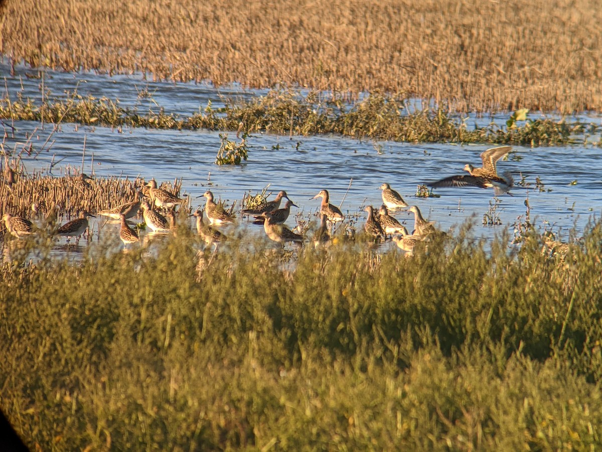 Black-tailed Godwit (Icelandic) - ML364091281