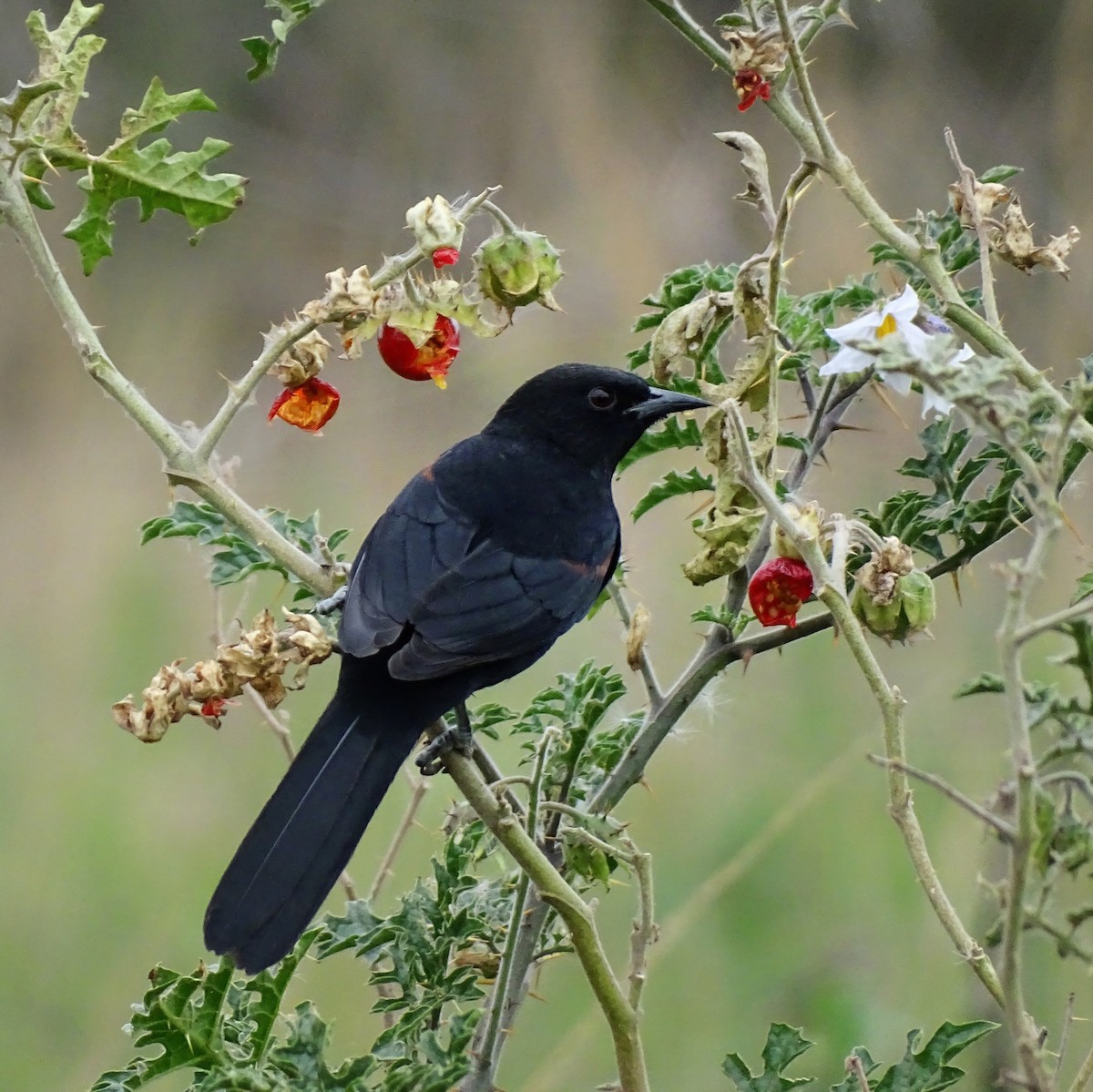 Variable Oriole - ML364091511