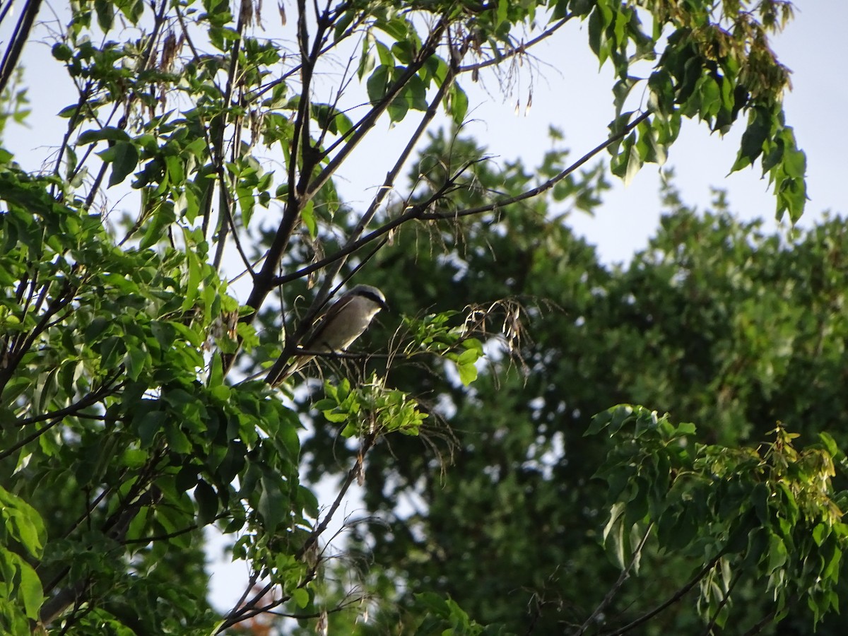 Averla piccola - ML364091841