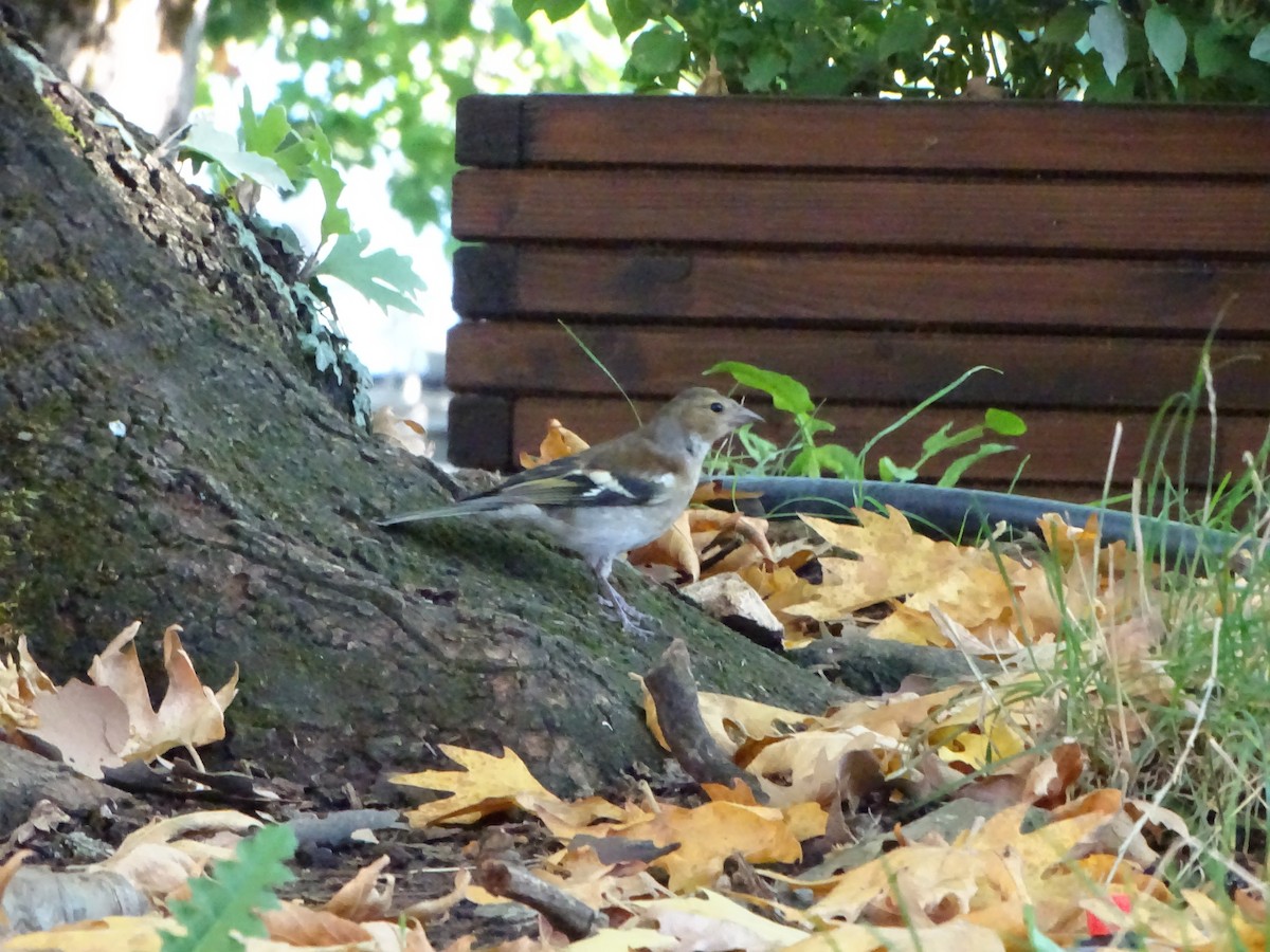 Fringuello - ML364091891