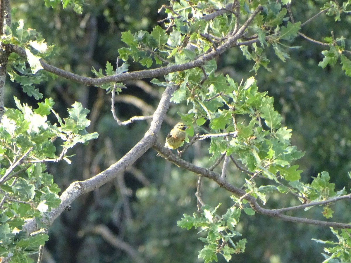 Cirl Bunting - ML364091921