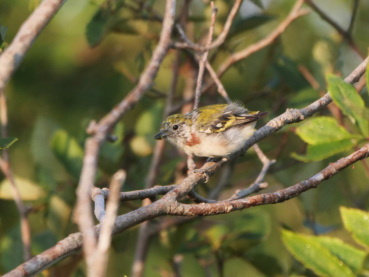 Chestnut-sided Warbler - ML364092241