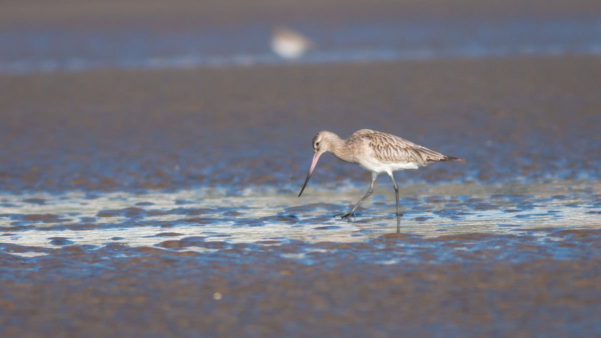 Bar-tailed Godwit (European) - ML364093901