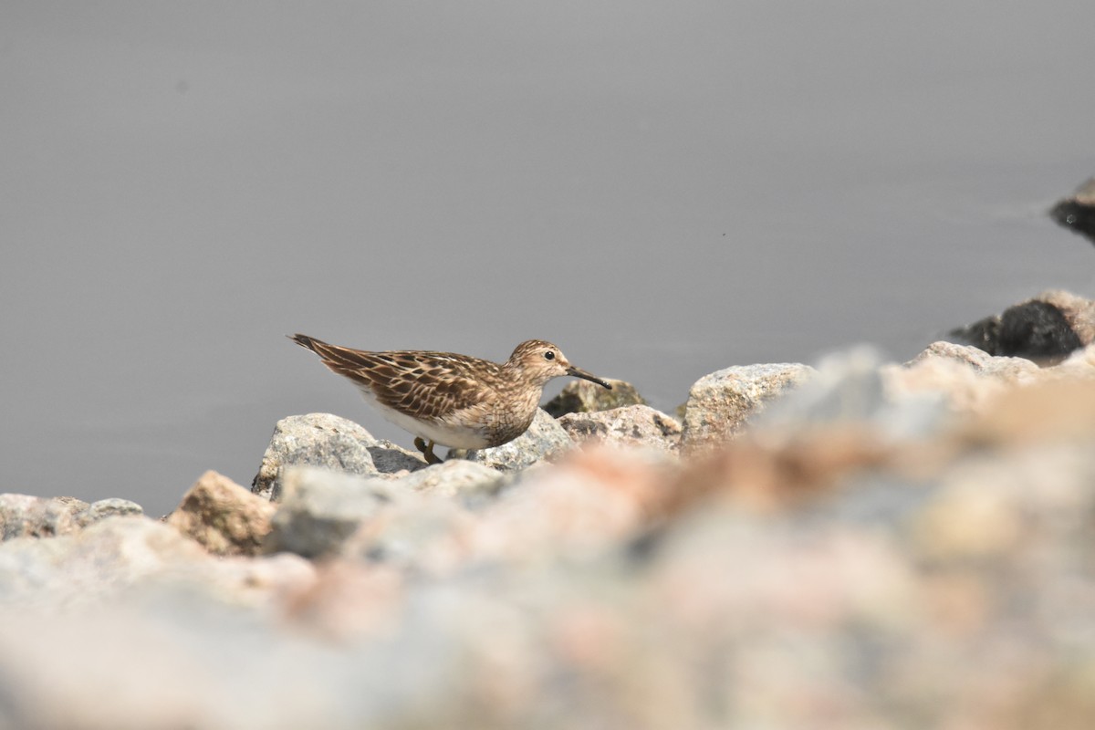 Pectoral Sandpiper - ML364095861