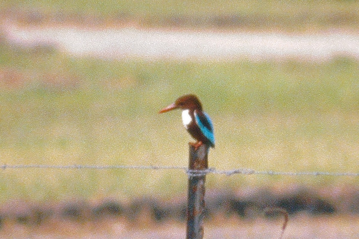 White-throated Kingfisher - ML364096331