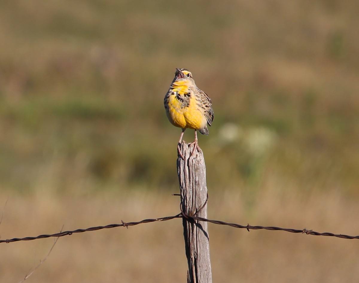 Eastern Meadowlark - ML36409911