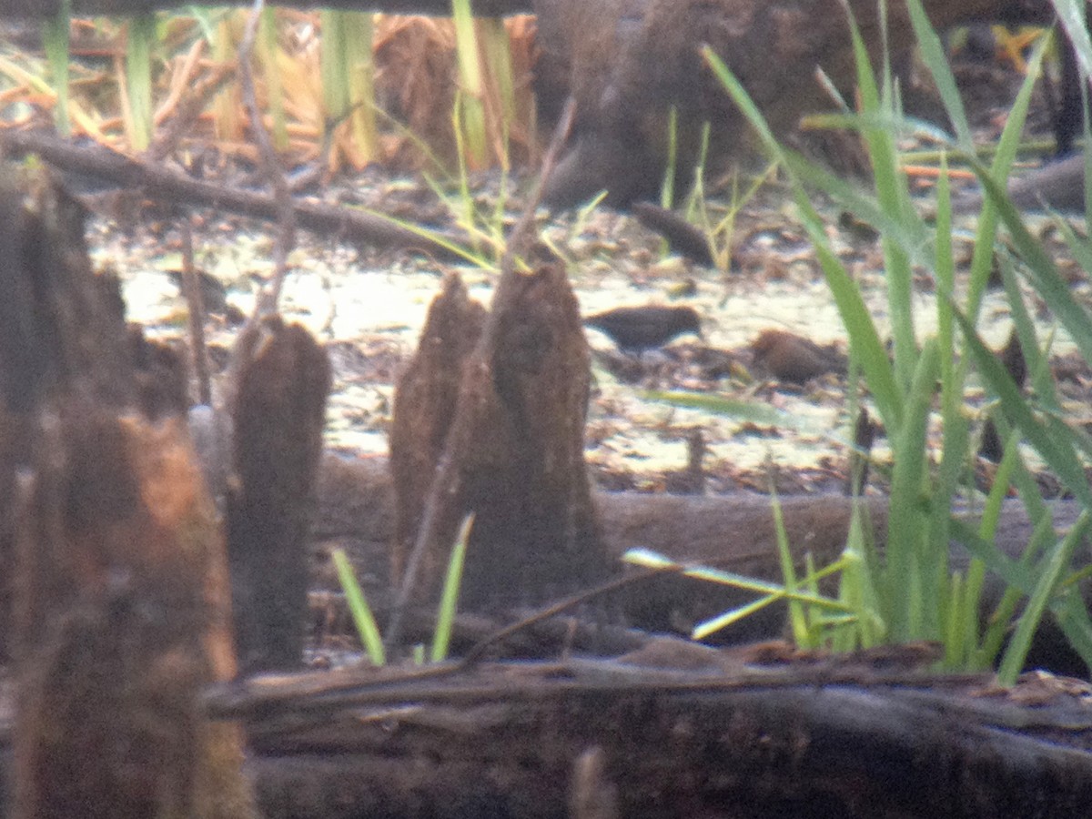 Rusty Blackbird - Larry Therrien